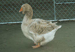 2001 hatch Buff Toulouse female